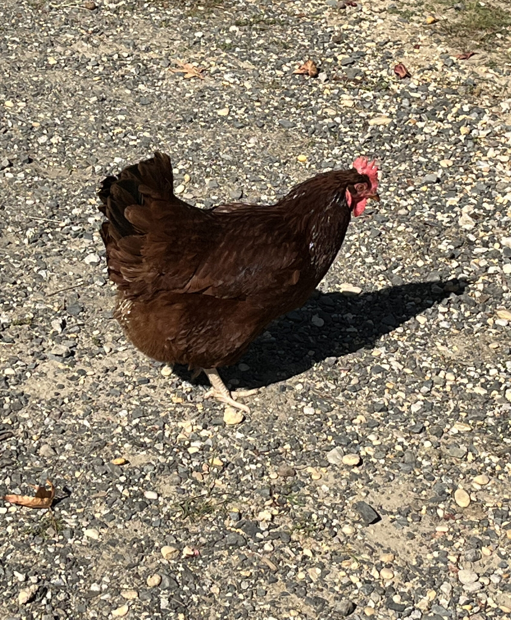 People with special needs at the iStrive Community's "Allaire Community Farm" event.